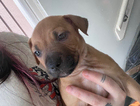 puppy