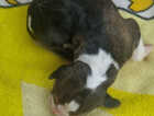 Puppy