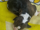 puppy