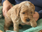 puppy