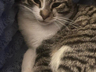 MISSING TABBY AN WHITE MALE