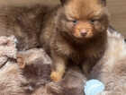 Puppy