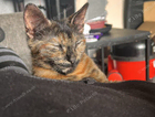 kitten