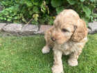 Puppy