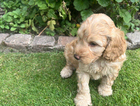 puppy