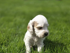puppy