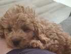 Puppy