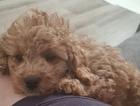 puppy