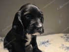 Puppy