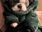 Puppy