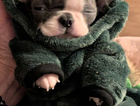 puppy