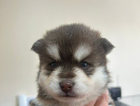 gizmo