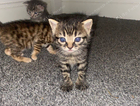 kitten