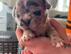 Puppy