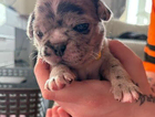 puppy