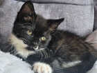 Kitten
