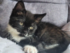 kitten