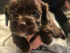 Puppy