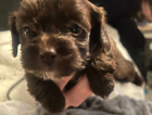 puppy