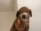 puppy