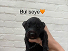 bullseye