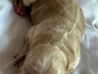 puppy