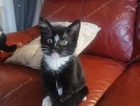 kitten