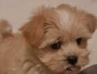 Puppy