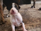 puppy