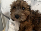 winnie