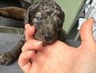 puppy