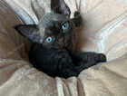 Kitten