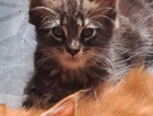 black tabby girl