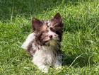 ringo
