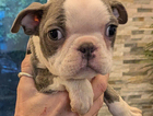 puppy