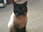 I lost my cat