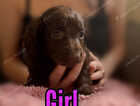 Puppy