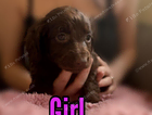 puppy