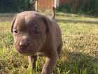 Puppy