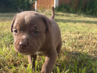 puppy