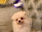 Puppy