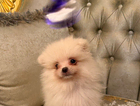 puppy