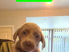 Puppy