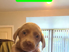 green boy