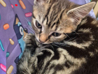 kitten