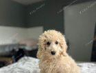 puppy