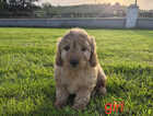 Puppy