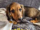 Puppy