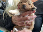 Puppy