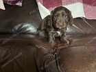 Puppy
